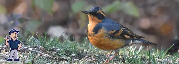 Foristell, MO HVAC Solutions | Heating & AC Pros